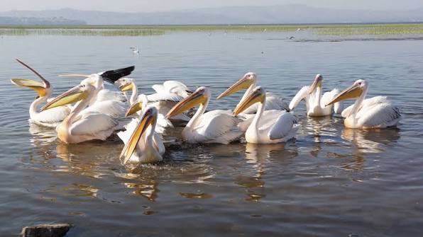Pelicans on Lake Ziway in Ethiopia